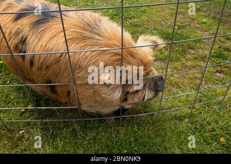 The kunekune is a small breed of domestic pig from New Zealand. Stock Photo