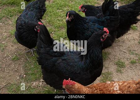 A group of black hens and one brown chicken foraging in a grassy field on a farm Stock Photo