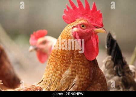 Beautiful multi colored rooster photographed close up. Rooster with a  beautiful feathers on head. Stock Photo