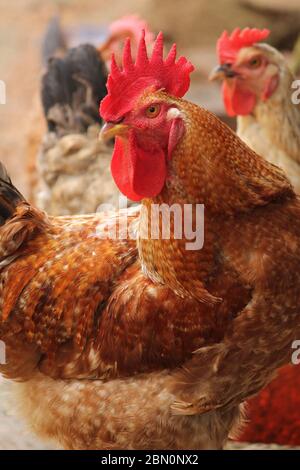 Colorful rooster feathers with red comb Stock Photo - Alamy