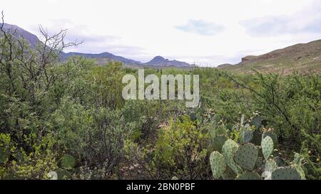 The dark Chisos Mountains, barely seen here from The Sam Nail Ranch Trail on Big Bend National Park in Texas, are of Volcanic origin Stock Photo