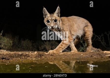 Bobcat, Tortolita Mountains, Marana, near Tucson, Arizona. Stock Photo