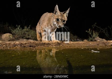 Bobcat, Tortolita Mountains, Marana, near Tucson, Arizona. Stock Photo
