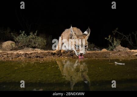Bobcat, Tortolita Mountains, Marana, near Tucson, Arizona. Stock Photo