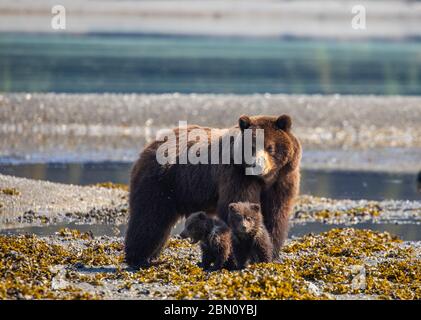 Brown bear familiy at Stan Price Wildlife Sanctuary, Pack Creek, Tongass National Forest, Alaska. Stock Photo