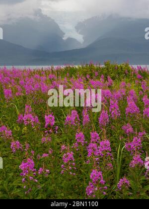 Tracy Arm Tongass National Forest Alaska Stock Photo Alamy