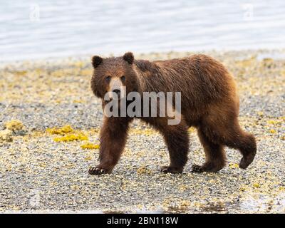 USA Alaska Admiralty Island National Monument Kotznoowoo Wilderness 