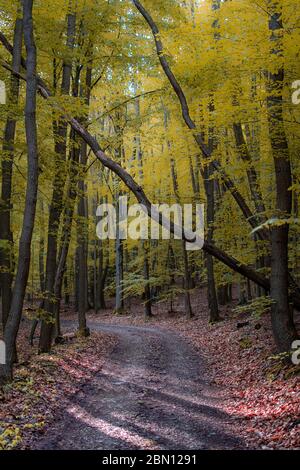 path through a golden forest at sunrise with fog and warm light Stock Photo