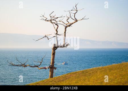 The lonely dried tree of freakish form against the sky and lake. Dry relict larch on the shore of Lake Baikal, Russia. Protect the environment. Stock Photo
