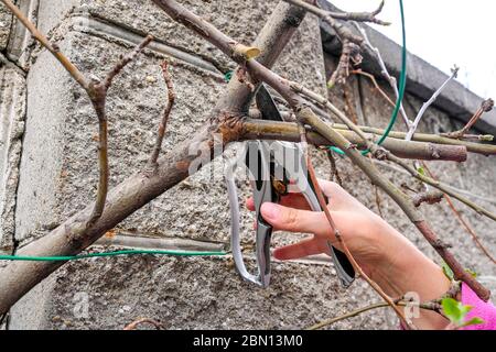 Secateurs in hand cuts excess branches. Pruning apple trees in spring. Stock Photo