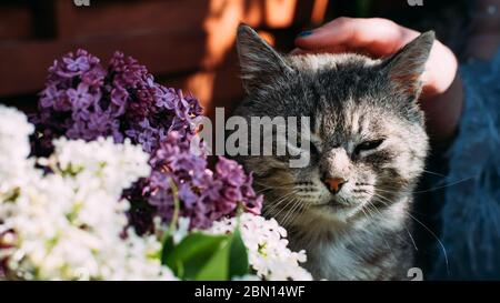 gray contented cat sitting around a white purple bouquet of lilacs Stock Photo