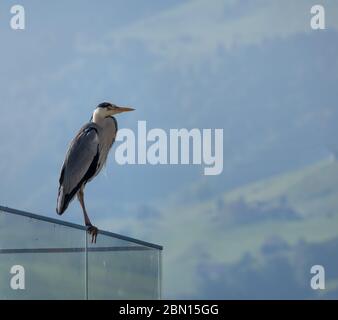 A grey heron perched on a balcony on the shores of the Upper Zurich Lake, Hurden, Schwyz, Switzerland Stock Photo