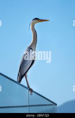 A grey heron perched on a balcony on the shores of the Upper Zurich Lake, Hurden, Schwyz, Switzerland Stock Photo
