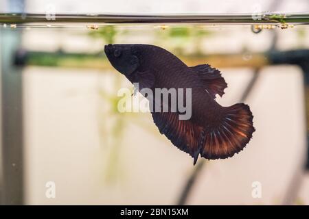 Betta splendens or Plakat betta strong male looking for food.  Beautiful fish with nice colored fins. Red tail and dark body Stock Photo