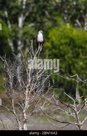 Environmental portrait of Brahminy Kite perched on a tree scanning its surroundings in a wetland habitat in a Townsville preserve, Australia. Stock Photo