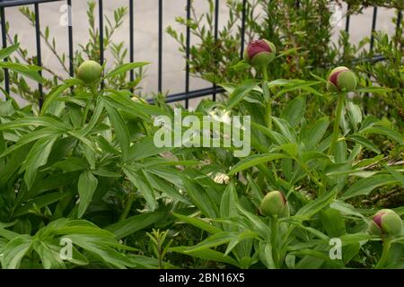 Red garden peony buds bloom in late spring Stock Photo