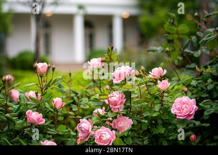 Washington, United States Of America. 03rd May, 2020. Roses dappled with fresh raindrops are seen in bloom Sunday, May 3, 2020, in the Rose Garden of the White House People: President Donald Trump Credit: Storms Media Group/Alamy Live News Stock Photo