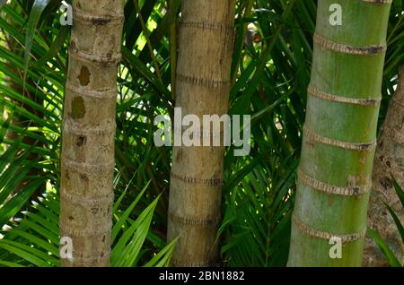 fresh bamboo in the tropical garden Stock Photo