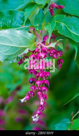 Himalayan honeysuckle (Leycesteria formosa) growing in early Autumn in West Sussex, England, UK. Stock Photo