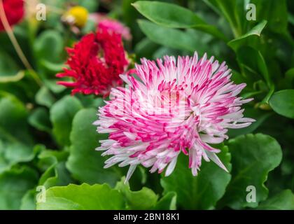 Bellis Perennis 'Habanera Mix' pink and white tipped (English Daisy, Lawn Daisy) daisy from the Habanera series flowering in early Spring in the UK. Stock Photo