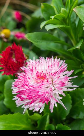 Bellis Perennis 'Habanera Mix' pink and white English Daisy from the Habanera series flowering in early Spring in the UK. Single daisy portrait. Stock Photo