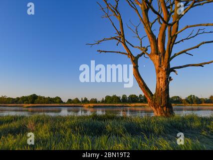 Lebus, Germany. 12th May, 2020. The warm light from sunrise shines in the early morning over the meadows on the German-Polish border river Oder. The waning moon can be seen in the sky between the branches of an old tree. Credit: Patrick Pleul/dpa-Zentralbild/ZB/dpa/Alamy Live News Stock Photo