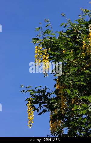 Blossom and leaves of a Laburnum, Laburnum anagyroides, against a blue sky in an English garden at Hellesdon, Norfolk, England, UK, Europe. Stock Photo