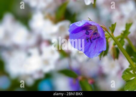 water drops on hardy  blue geranium Stock Photo