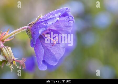 water drops on hardy  blue geranium Stock Photo
