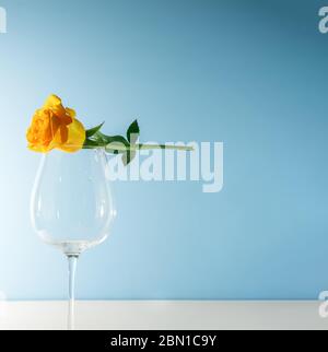 Beautiful yellow rose, one flower isolated on a light blue background. Stock Photo