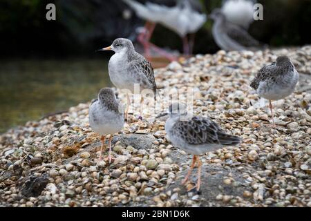 group of ruff on shells bank Stock Photo