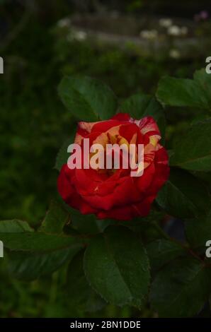 Single beautiful red rose at the garden Stock Photo