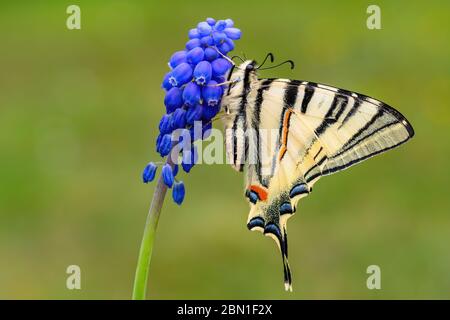 Scarce Swallowtail - Iphiclides podalirius,  beautiful colored swallowtail from European meadows and bushes, Zlin, Czech Republic. Stock Photo