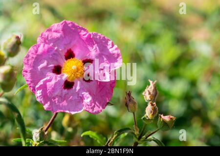 Flower of Cistus purpureus close up. Big pink orchid rockrose in the garden with copy space for text. Stock Photo