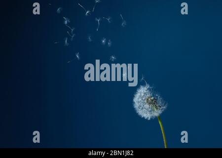 Dandelion with seeds blowing away in the wind in blue sky. Stock Photo