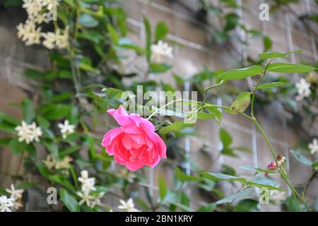 one single pink rose blossoms in May Stock Photo