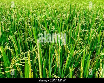 Rice field, green rice sprouts in the meadow. Young green rice. Farmland. Rice close up. Stock Photo