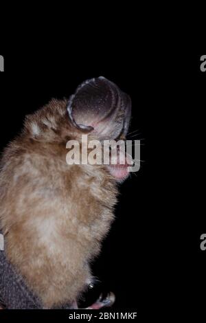 blyth's horseshoe bat are sleeping in the cave hanging on the ceiling period midday Stock Photo