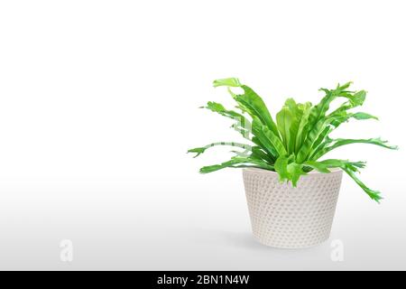 houseplant Asplenium nidus in white flowerpot Isolated on white background Stock Photo