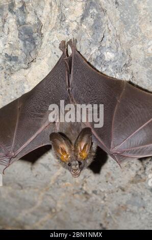 lesser false vampire bat are sleeping in the cave hanging on the ceiling period midday Stock Photo