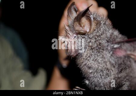 blyth's horseshoe bat are sleeping in the cave hanging on the ceiling period midday Stock Photo