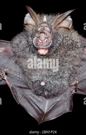 blyth's horseshoe bat are sleeping in the cave hanging on the ceiling period midday Stock Photo