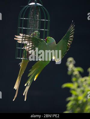 London, UK. 12 May 2020. On Day 50 of Coronavirus lockdown parakeets continually arrive and leave a London garden for feed, queueing in local trees till a landing slot becomes available. Credit: Malcolm Park/Alamy Live News. Stock Photo