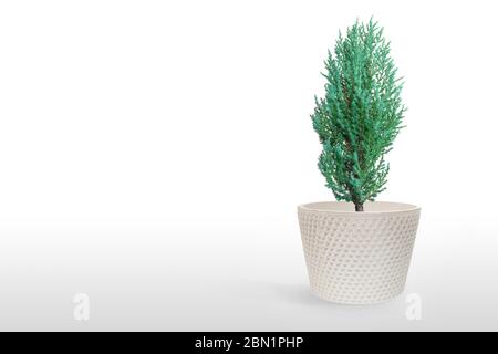Juniperus Chinensis vase isolated on white background. Stock Photo