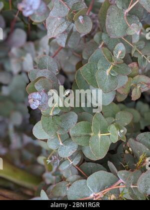Top view of a bunch of eucalyptus branches full of leaves Stock Photo