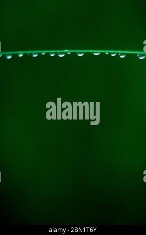 Green wire with waterdrops on green background Stock Photo