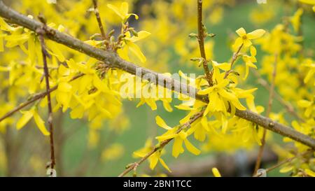 Yellow flowers on a branch of a tree blooming in spring. Blurred yellow and green flowering background. Forsythia Stock Photo