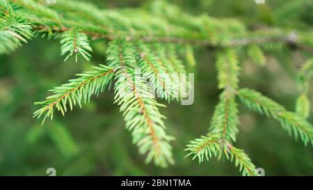 Christmas tree branches. Green branches of spruce in the forest. Background of pine branches. Coniferous green texture Stock Photo