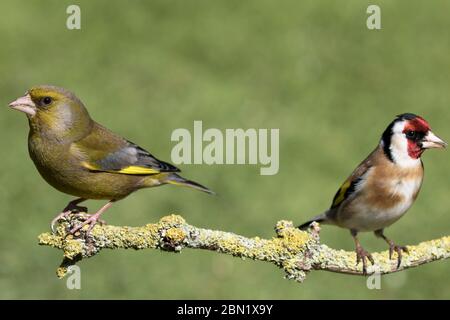 Greenfinch and Goldfinch perched on a branch Stock Photo