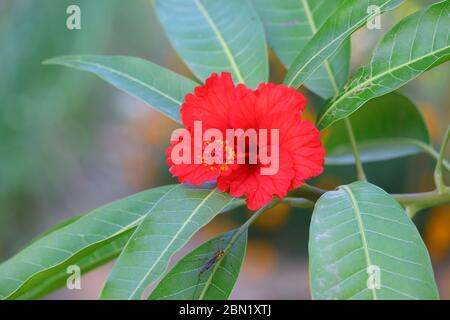 theme of red hibiscus flower on the mango leaves background Stock Photo